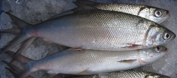 Ikan Bandeng