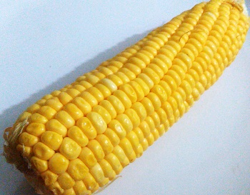 Jagung Manis