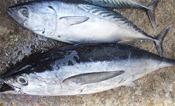 Ikan Tuna