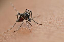 Malaria