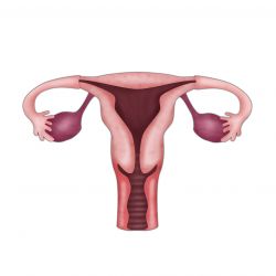 Lubang Vagina