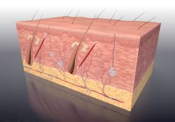 Jaringan Epidermis