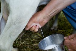 Manfaat Susu Kambing